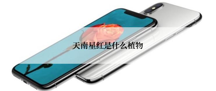 天南星红是什么植物