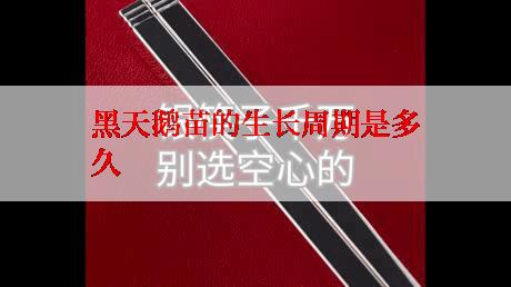 黑天鹅苗的生长周期是多久