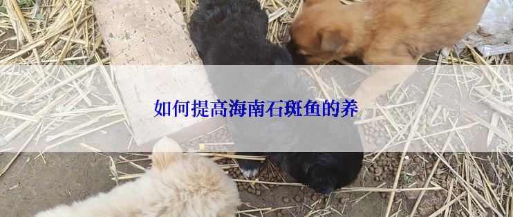 如何提高海南石斑鱼的养