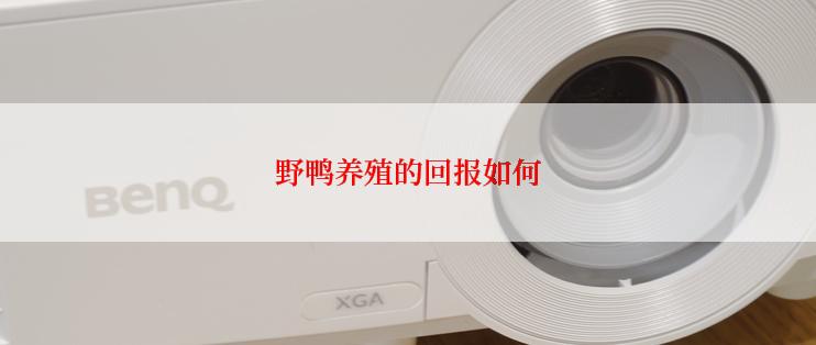 野鸭养殖的回报如何