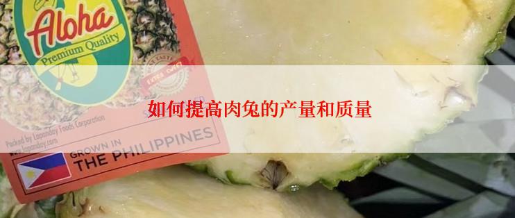  如何提高肉兔的产量和质量