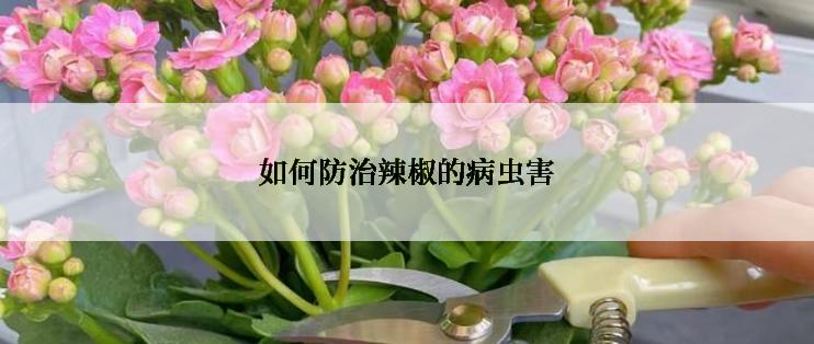 如何防治辣椒的病虫害