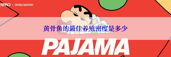 黄骨鱼的最佳养殖密度是多少