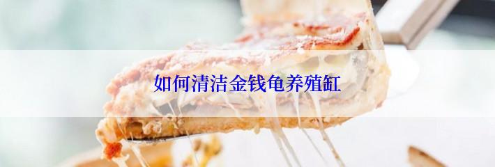 如何清洁金钱龟养殖缸