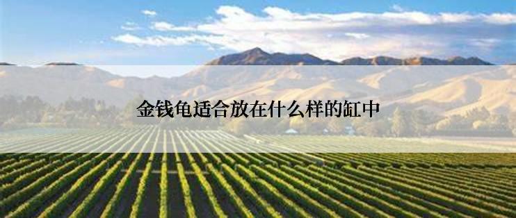 金钱龟适合放在什么样的缸中