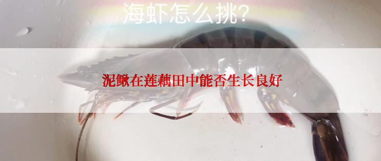  泥鳅在莲藕田中能否生长良好