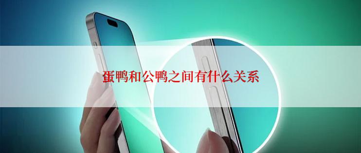 蛋鸭和公鸭之间有什么关系