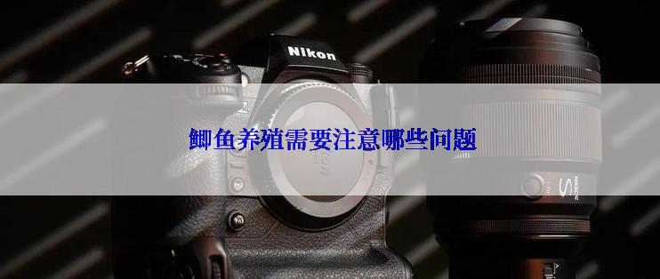  鲫鱼养殖需要注意哪些问题