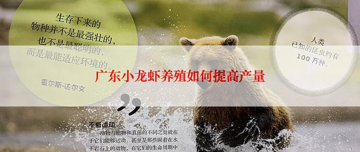 广东小龙虾养殖如何提高产量