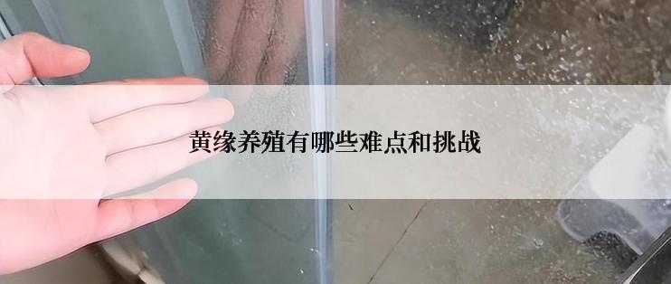 黄缘养殖有哪些难点和挑战