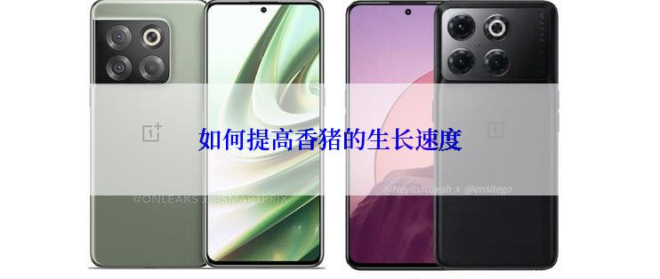 如何提高香猪的生长速度
