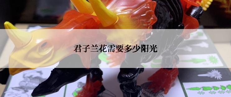 君子兰花需要多少阳光