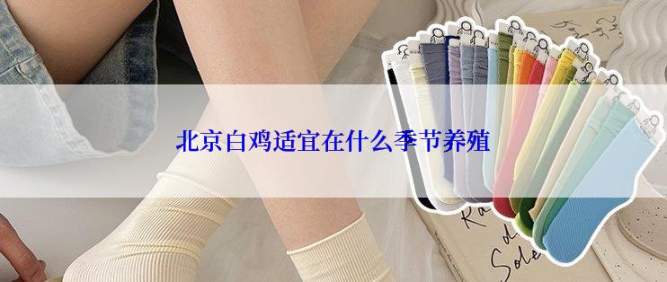 北京白鸡适宜在什么季节养殖