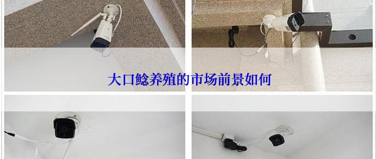  大口鲶养殖的市场前景如何