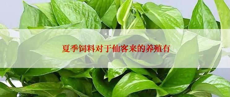  夏季饲料对于仙客来的养殖有