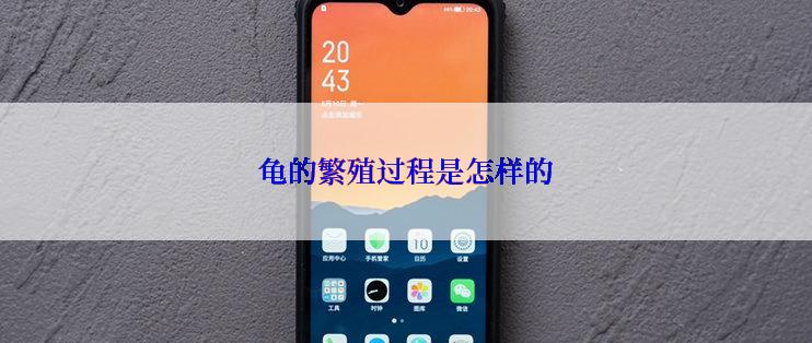 龟的繁殖过程是怎样的