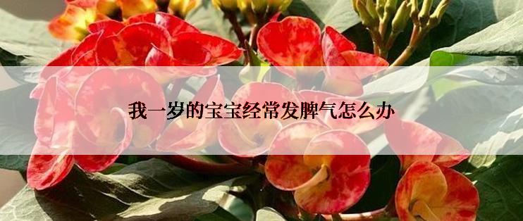 我一岁的宝宝经常发脾气怎么办
