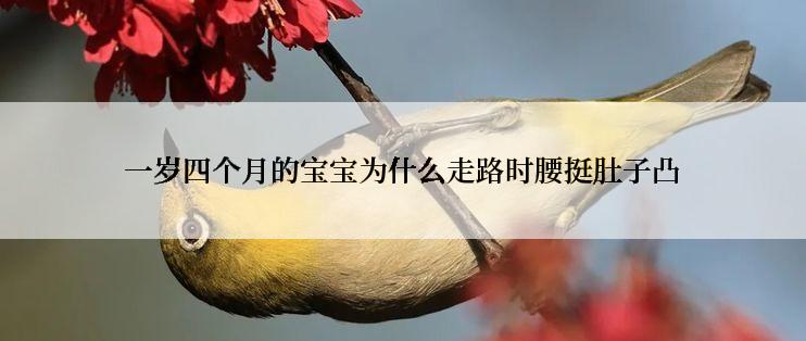 一岁四个月的宝宝为什么走路时腰挺肚子凸