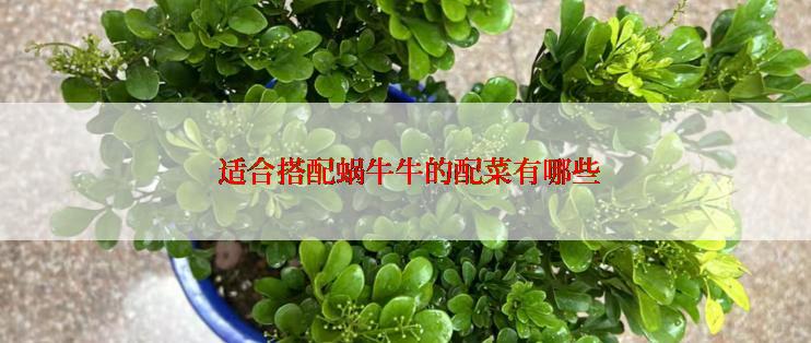  适合搭配蜗牛牛的配菜有哪些