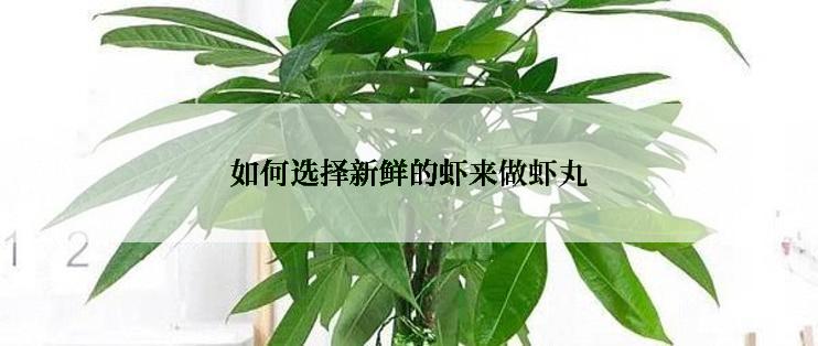 如何选择新鲜的虾来做虾丸