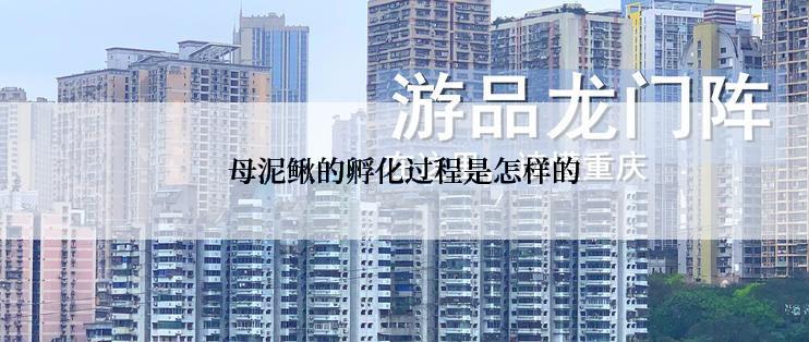 母泥鳅的孵化过程是怎样的