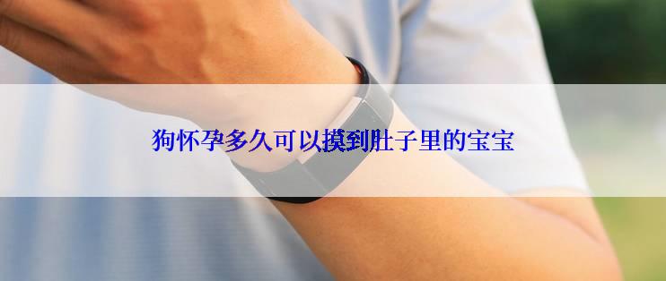 狗怀孕多久可以摸到肚子里的宝宝