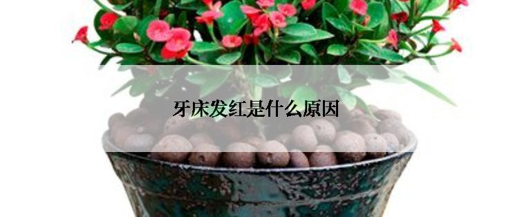 牙床发红是什么原因