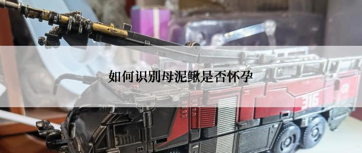 如何识别母泥鳅是否怀孕