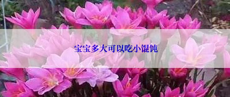  宝宝多大可以吃小馄饨