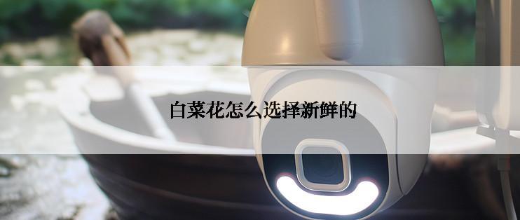  白菜花怎么选择新鲜的