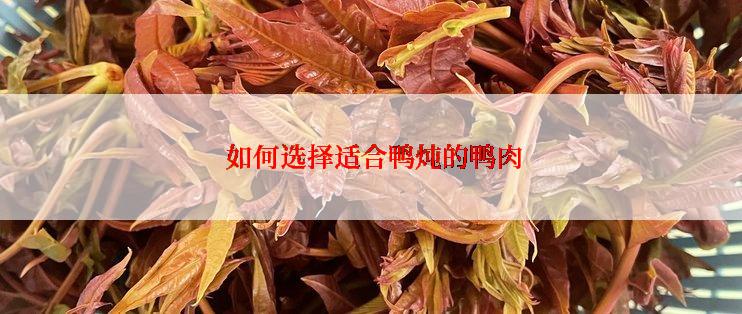  如何选择适合鸭炖的鸭肉