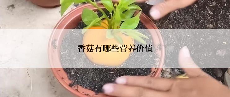 香菇有哪些营养价值