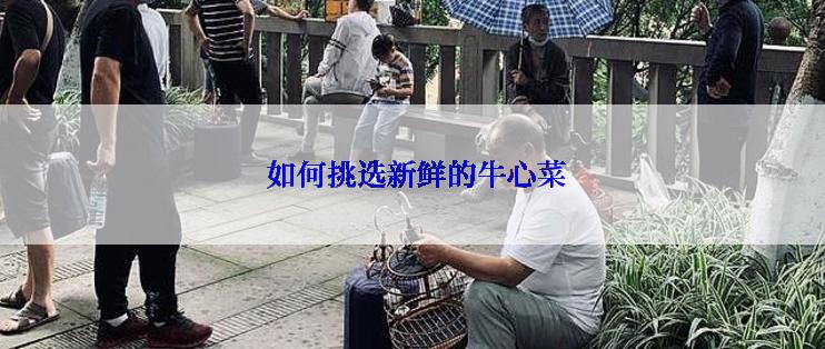  如何挑选新鲜的牛心菜