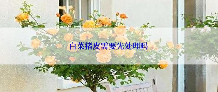 白菜猪皮需要先处理吗