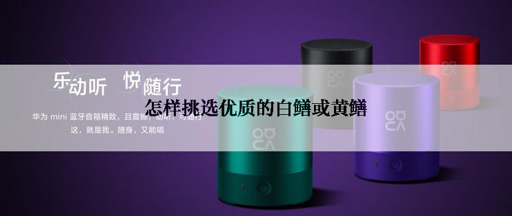 怎样挑选优质的白鳝或黄鳝