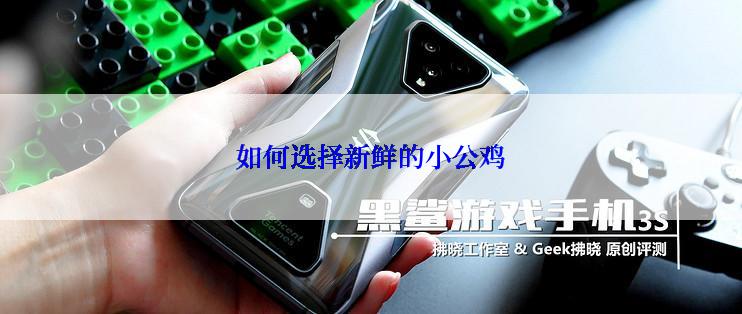 如何选择新鲜的小公鸡