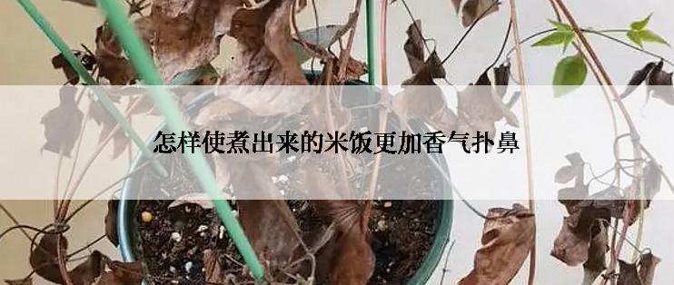 怎样使煮出来的米饭更加香气扑鼻