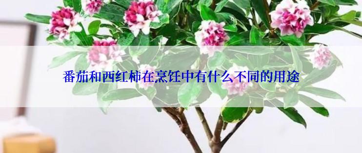 番茄和西红柿在烹饪中有什么不同的用途