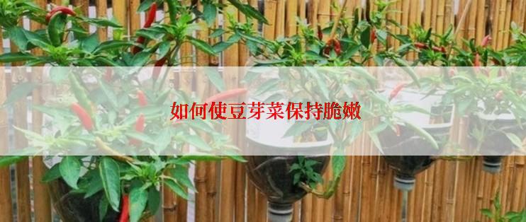  如何使豆芽菜保持脆嫩