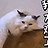 败家姑娘